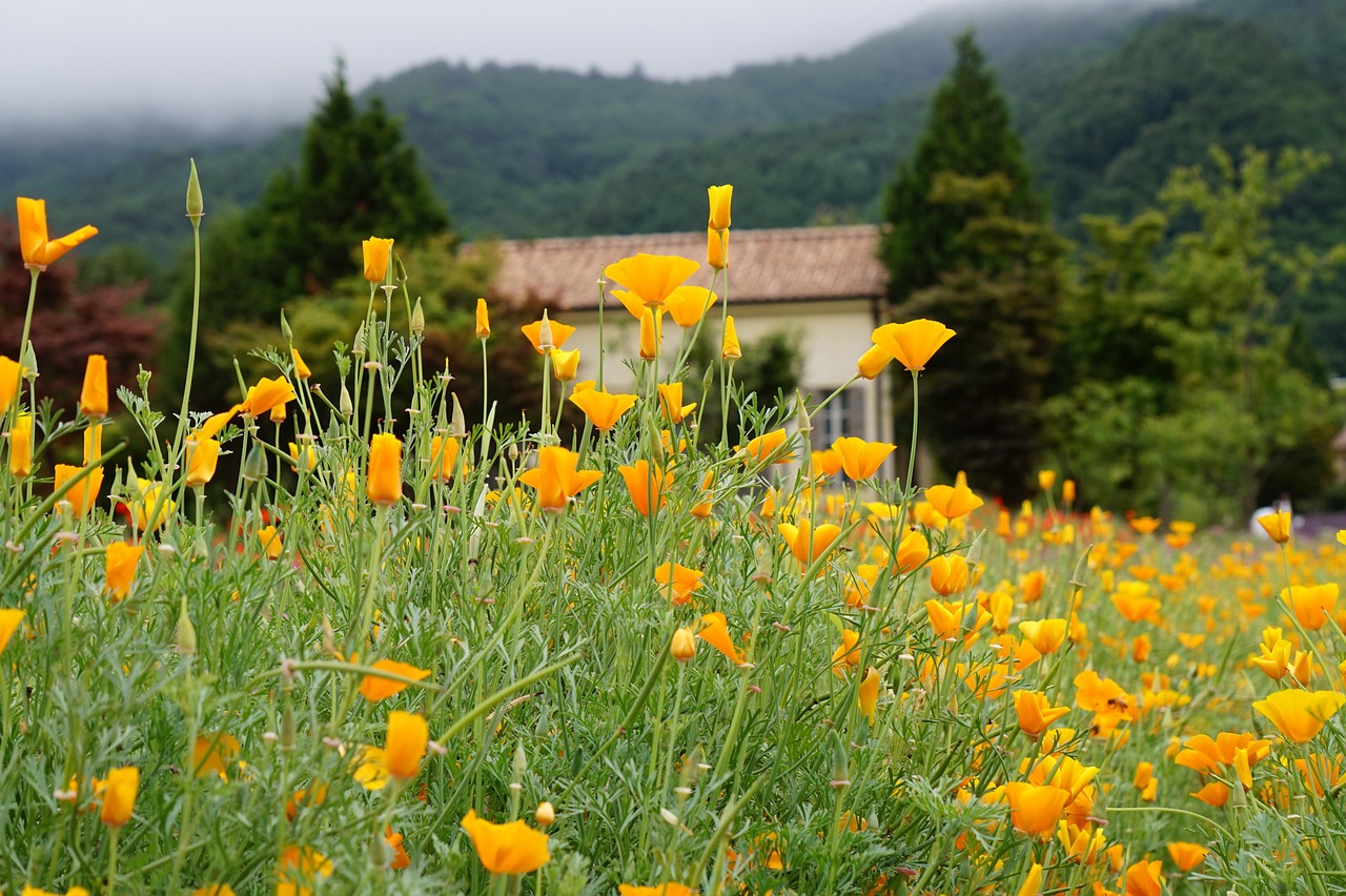 上海代理新加坡公司注册