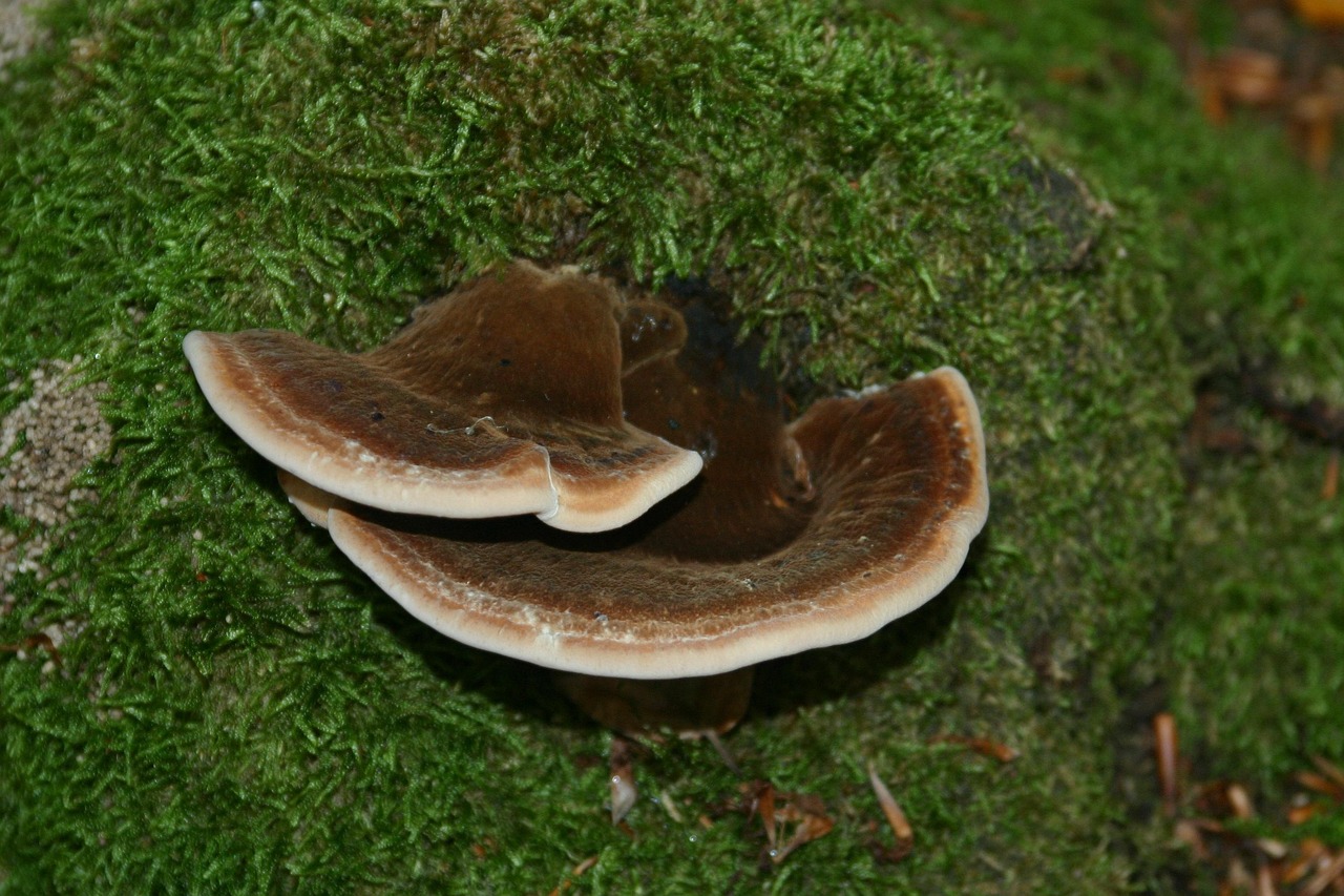 小红书实名账号：泉州景区门票网上购买平台